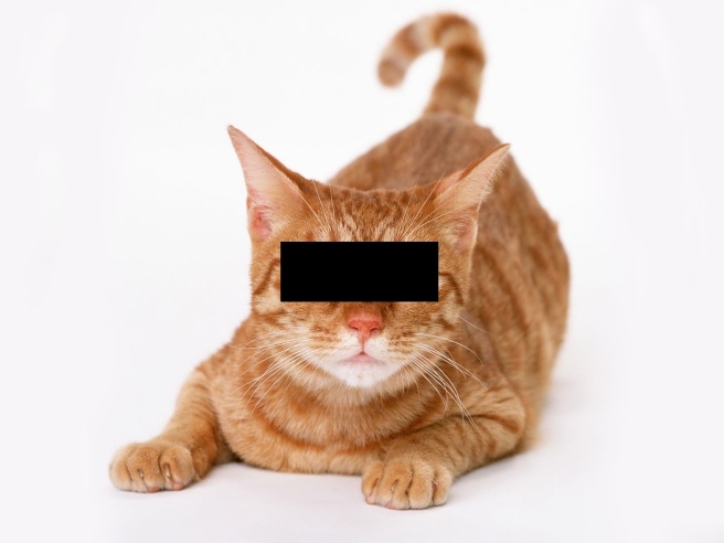 Mr. Whiskers (Not his real name)  (Image from free fresh wallpapers dot com)