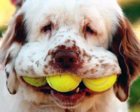 This dog can't talk, for more than one reason, but if he could, he might well ask how a man with four balls could walk.  (Image from noruffdays dot com)