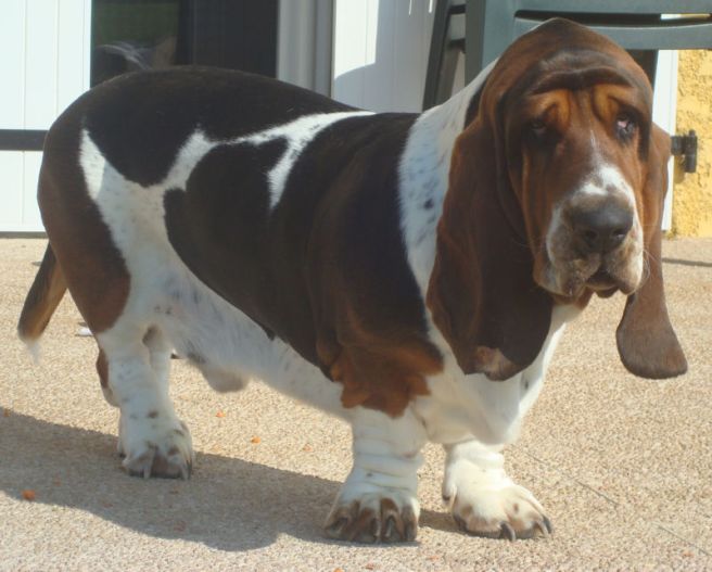 If you want to complain about gravity, try telling it to a basset hound (Image from commons dot wikimedia dot jpg